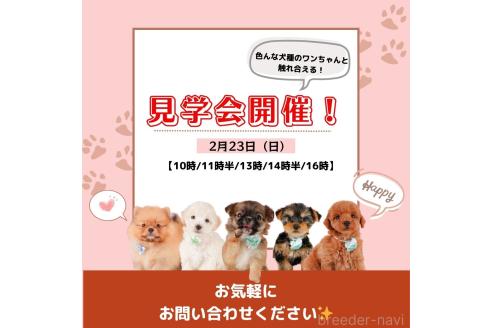 成約済の静岡県のポメラニアン-371109の3枚目